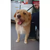 Foto dell\'animale cane - Matr. 2023/1099 - Microchip 380260044750612