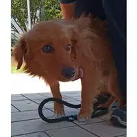 Foto dell\'animale cane - Matr. 2023/1100 - Microchip 380260044730749