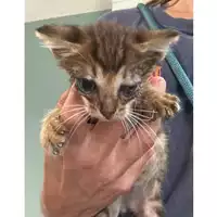 Foto dell\'animale gatto - Matr. 2023/1102 - Microchip 380260044750948