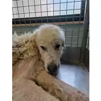 Foto dell\'animale cane - Matr. 2023/1104 - Microchip 380260044750541