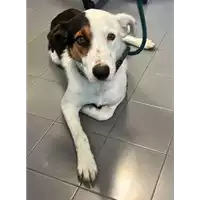 Foto dell\'animale cane - Matr. 2023/1105 - Microchip 380260045016133