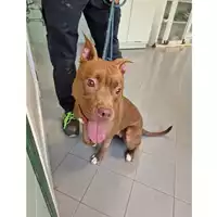 Foto dell\'animale cane - Matr. 2023/1111 - Microchip 380260044730305