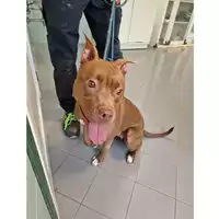 Foto dell\'animale cane - Matr. 2023/1111 - Microchip 380260044730305