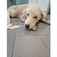 Foto dell\'animale cane - Matr. 2023/1112 - Microchip 380260044729532
