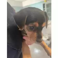 Foto dell\'animale cane - Matr. 2023/1109 - Microchip 380260044729358