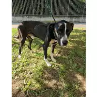 Foto dell\'animale cane - Matr. 2023/1113 - Microchip 380260044730205