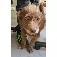 Foto dell\'animale cane - Matr. 2023/1115 - Microchip 380260101216907