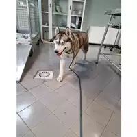 Foto dell\'animale cane - Matr. 2023/1117 - Microchip 380260044532059