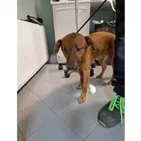 Foto dell\'animale cane - Matr. 2020/0399 - Microchip 380260043854571