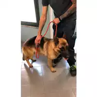 Foto dell\'animale cane - Matr. 2023/0886 - Microchip 380260004452237