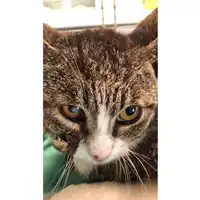 Foto dell\'animale gatto - Matr. 2023/1125 - Microchip 