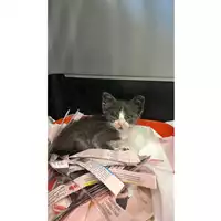 Foto dell\'animale gatto - Matr. 2023/1128 - Microchip 380260044730466