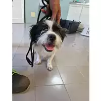 Foto dell\'animale cane - Matr. 2023/1130 - Microchip 642099000887123