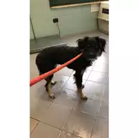 Foto dell\'animale cane - Matr. 2023/1135 - Microchip 380260044730409