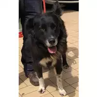 Foto dell\'animale cane - Matr. 2017/2128 - Microchip 380260043012224