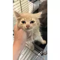 Foto dell\'animale gatto - Matr. 2023/1144 - Microchip 380260044732330
