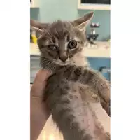 Foto dell\'animale gatto - Matr. 2023/1146 - Microchip 380260044732858