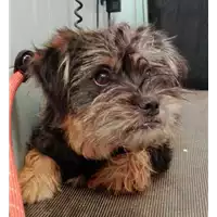 Foto dell\'animale cane - Matr. 2017/1272 - Microchip 380260043318434
