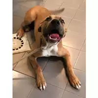 Foto dell\'animale cane - Matr. 2023/1143 - Microchip 380260044750628
