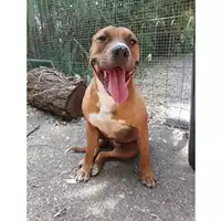 Foto dell\'animale cane - Matr. 2022/0509 - Microchip 380260102012438