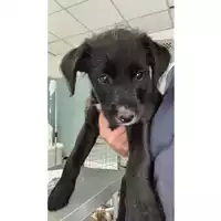 Foto dell\'animale cane - Matr. 2023/1147 - Microchip 380260044748498