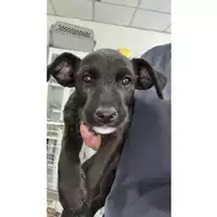 Foto dell\'animale cane - Matr. 2023/1148 - Microchip 380260044732274
