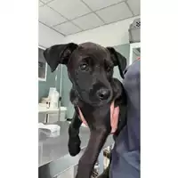 Foto dell\'animale cane - Matr. 2023/1149 - Microchip 380260044750435