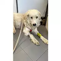 Foto dell\'animale cane - Matr. 2023/1153 - Microchip 380260042278955