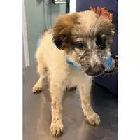 Foto dell\'animale cane - Matr. 2023/1150 - Microchip 380260044750247