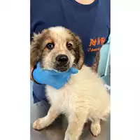 Foto dell\'animale cane - Matr. 2023/1151 - Microchip 380260044732525