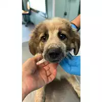 Foto dell\'animale cane - Matr. 2023/1152 - Microchip 380260044732344