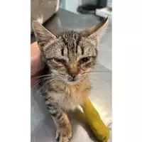 Foto dell\'animale gatto - Matr. 2023/1155 - Microchip 380260044750796