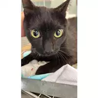Foto dell\'animale gatto - Matr. 2023/1156 - Microchip 380260044732418