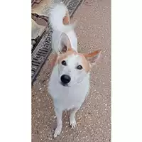 Foto dell\'animale cane - Matr. 2023/1158 - Microchip 380260044750366