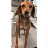 Foto dell\'animale cane - Matr. 2023/1157 - Microchip 380260044750393