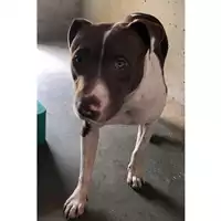 Foto dell\'animale cane - Matr. 2023/1160 - Microchip 380260045021422