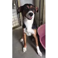 Foto dell\'animale cane - Matr. 2016/0643 - Microchip 380260042830829