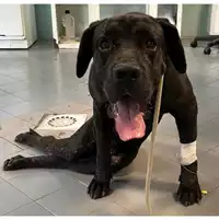 Foto dell\'animale cane - Matr. 2023/1169 - Microchip 380260045016430