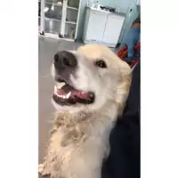 Foto dell\'animale cane - Matr. 2023/1170 - Microchip 380260045015928