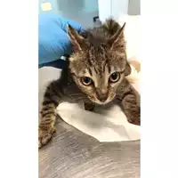 Foto dell\'animale gatto - Matr. 2023/1171 - Microchip 380260045015766