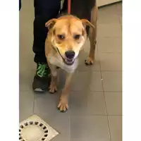 Foto dell\'animale cane - Matr. 2023/1181 - Microchip 380260044748010