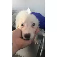 Foto dell\'animale cane - Matr. 2023/1175 - Microchip 380260045015724