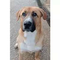 Foto dell\'animale cane - Matr. 2022/1971 - Microchip 380260044921580