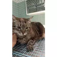 Foto dell\'animale gatto - Matr. 2023/1193 - Microchip 380260045017029