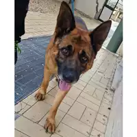 Foto dell\'animale cane - Matr. 2023/1165 - Microchip 380260043388868