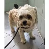 cane - Matr. 2023/1195 - Microchip 380260100477145