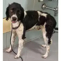 Foto dell\'animale cane - Matr. 2023/1194 - Microchip 380260045015696