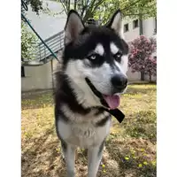 Foto dell\'animale cane - Matr. 2021/1088 - Microchip 380260101732307