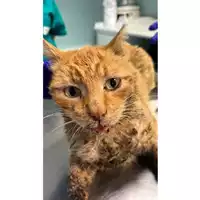 Foto dell\'animale gatto - Matr. 2023/1204 - Microchip 380260045021467