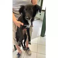cane - Matr. 2023/1206 - Microchip 380260044730615